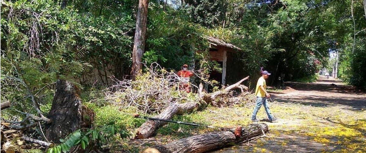 Ipês amarelos cortados