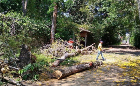 Ipês amarelos cortados
